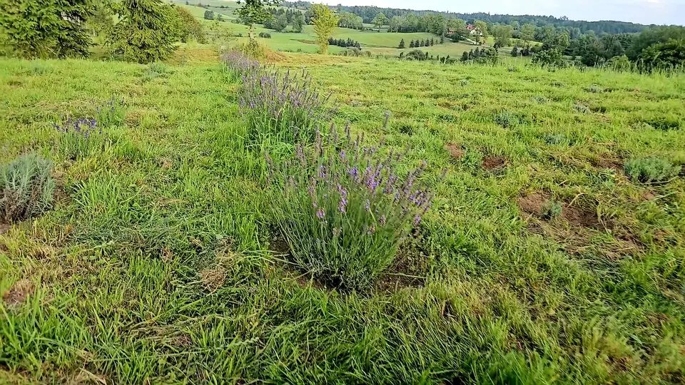 Lawendowy Dom - zdjęcie 6